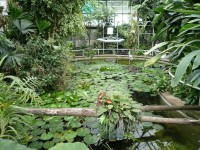 /album/fotogalerie-botanicka-zahrada-uk-praha-venkovni-a-sklenikova-expozice/jezirko-je-mimo-jine-take-domovem-vyjimecneho-lekninu-jmenem-viktorie-cruzova-jpg/